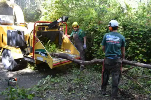 tree services Lodi